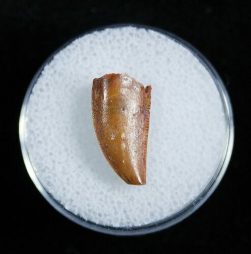 Dromaeosaur/Raptor Tooth From Morocco #2030